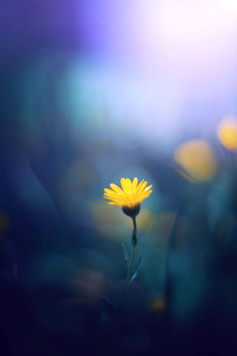 blue,flowers,wild,nature,light,bokeh,pink,zenit,helios,nikon,green,butterfly, Борислав Алексиев