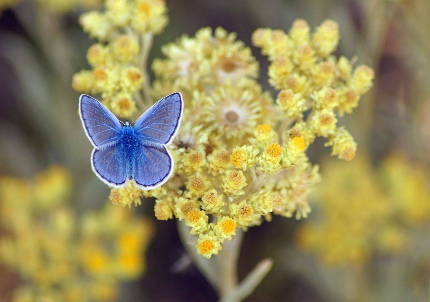 , Чепленко Алексей