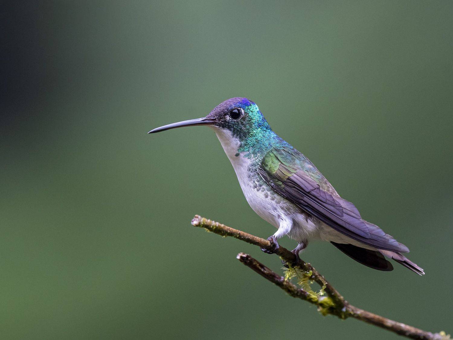 , Fernando Burgalin Sequeira