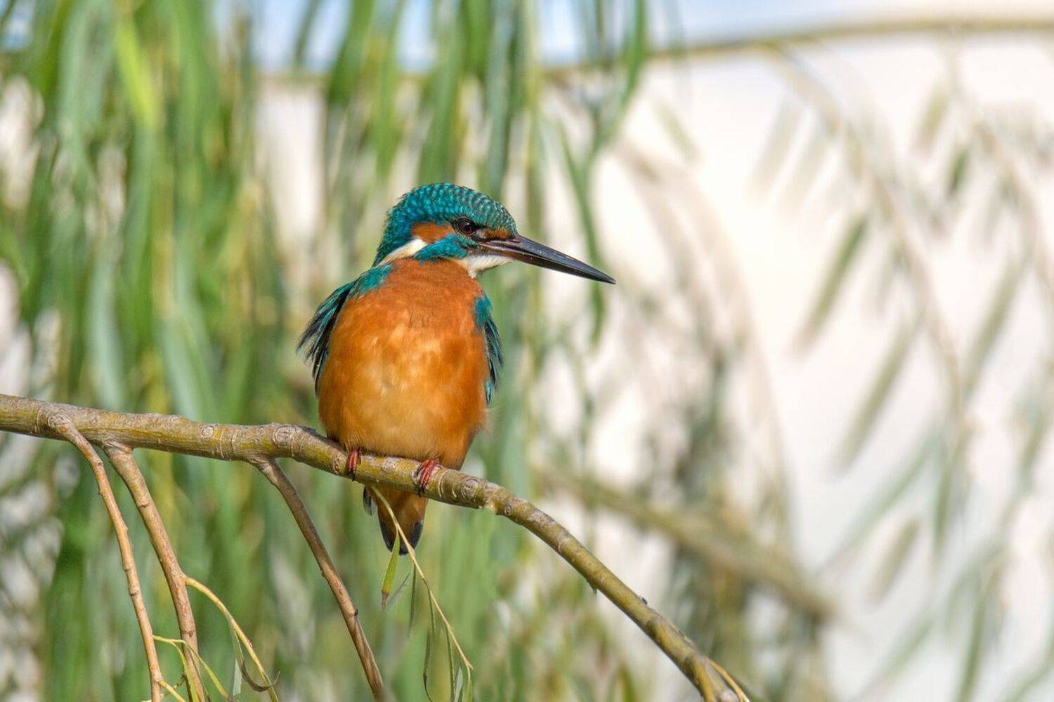 , Людмила Бекман