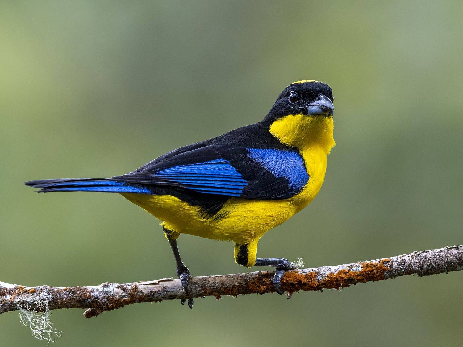 , Fernando Burgalin Sequeira