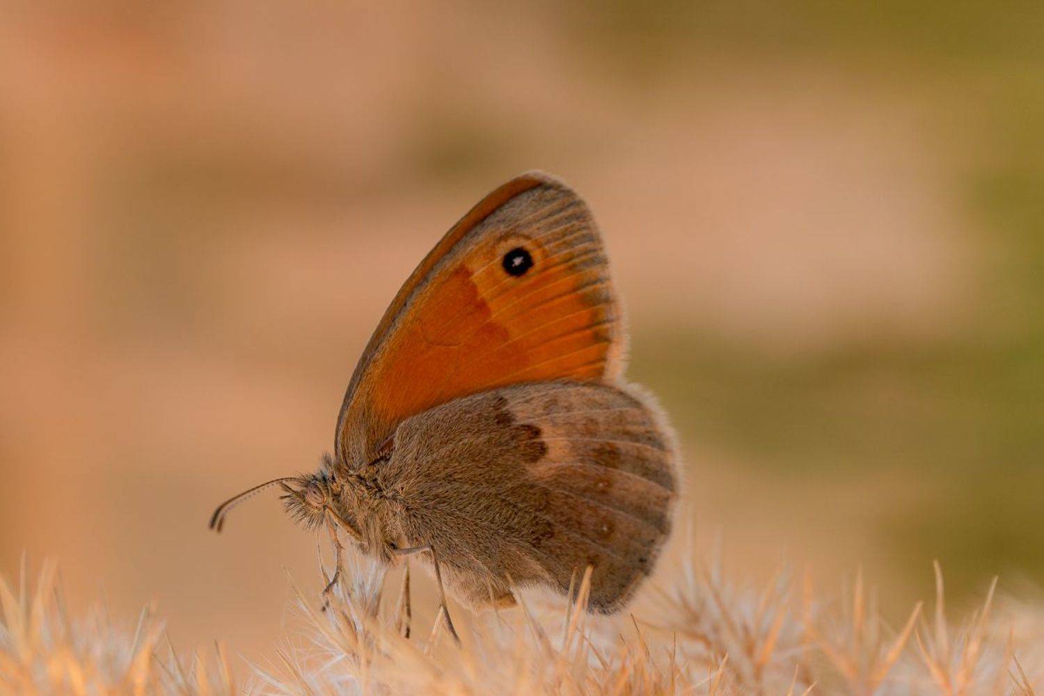 воловий глаз, бархатница, бабочк, насекомые, insects, butterfly, meadow brown, Алексей Юденков