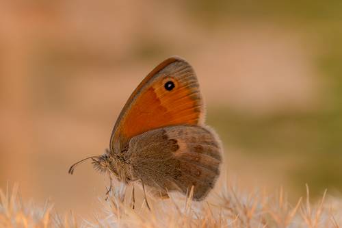 Бархатница волоокая