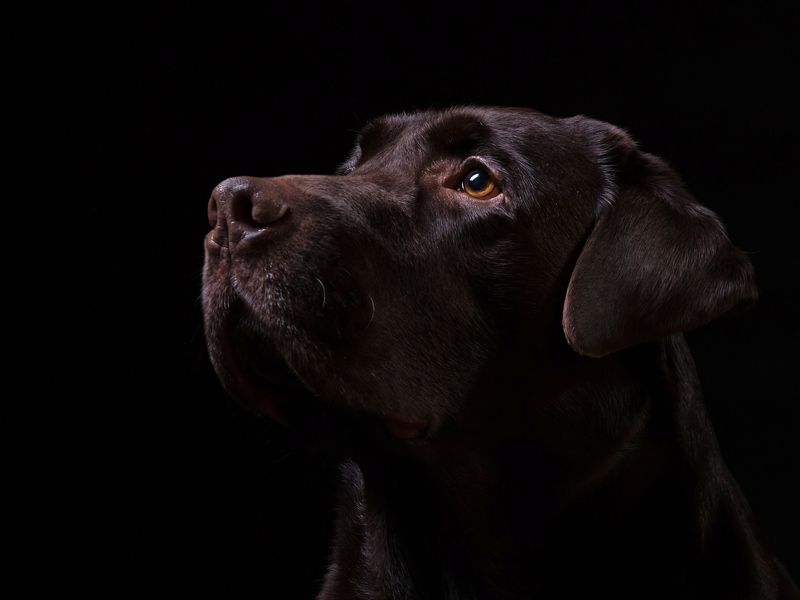 Chocolate handsome фото превью