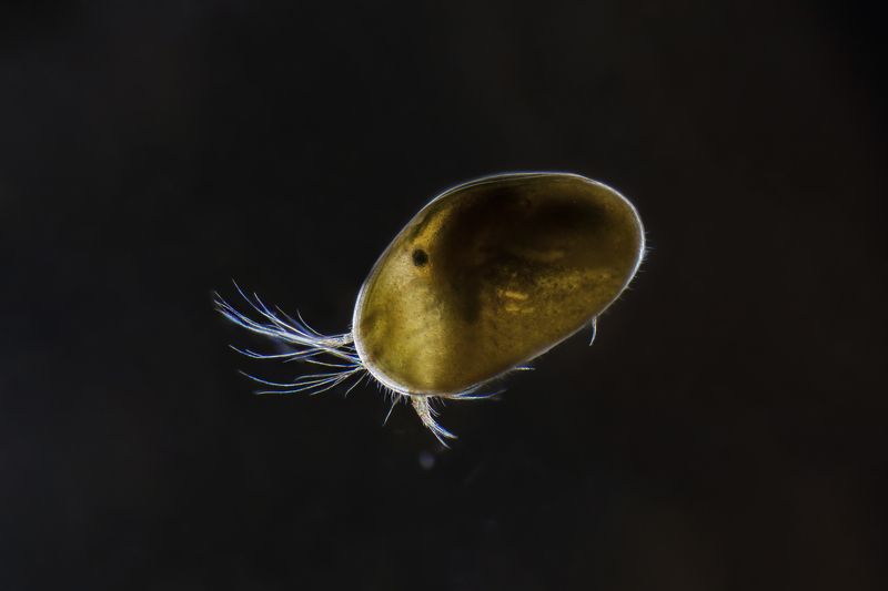 Ostracod фото превью