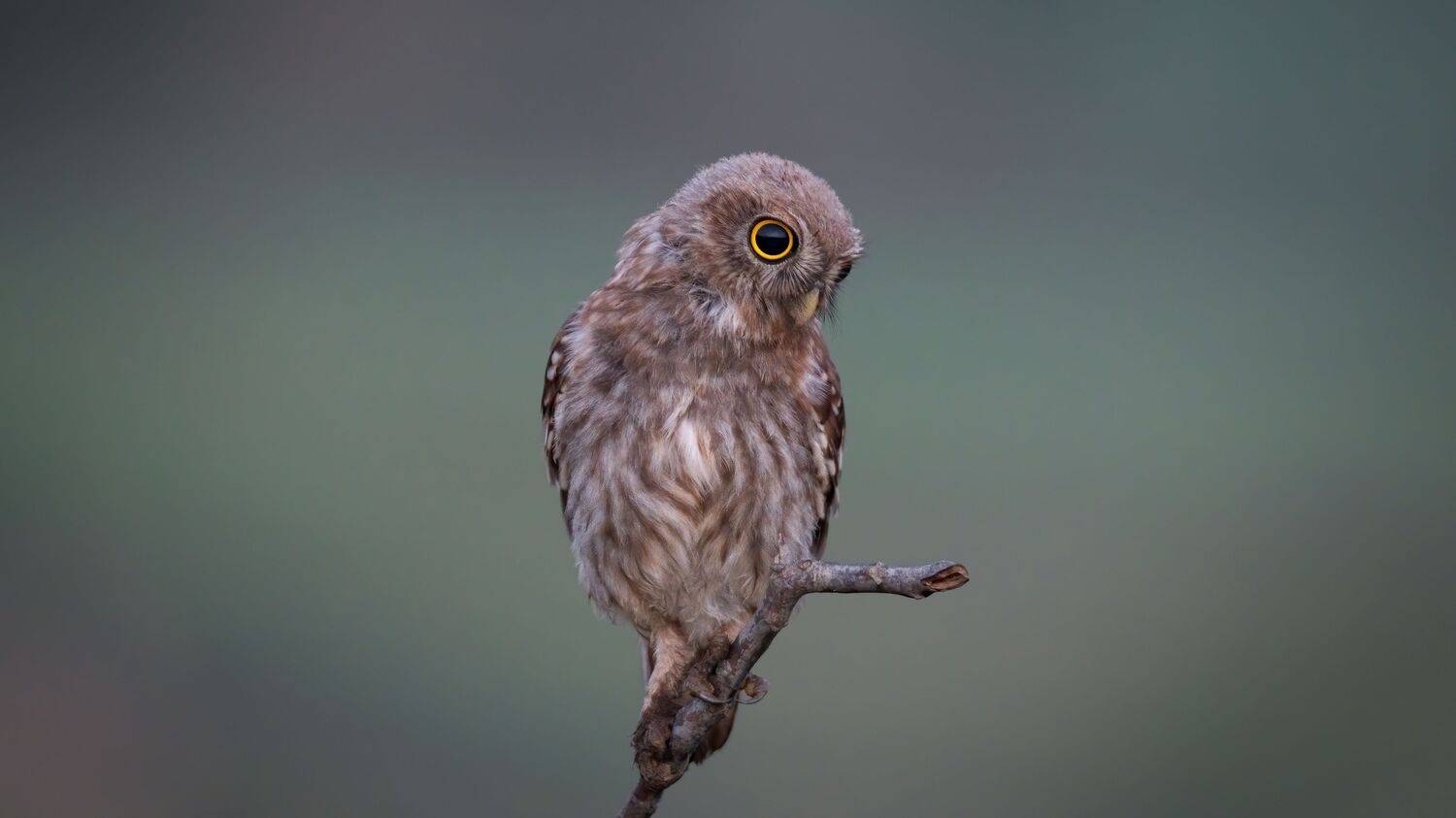 , Alexander Plekhanov