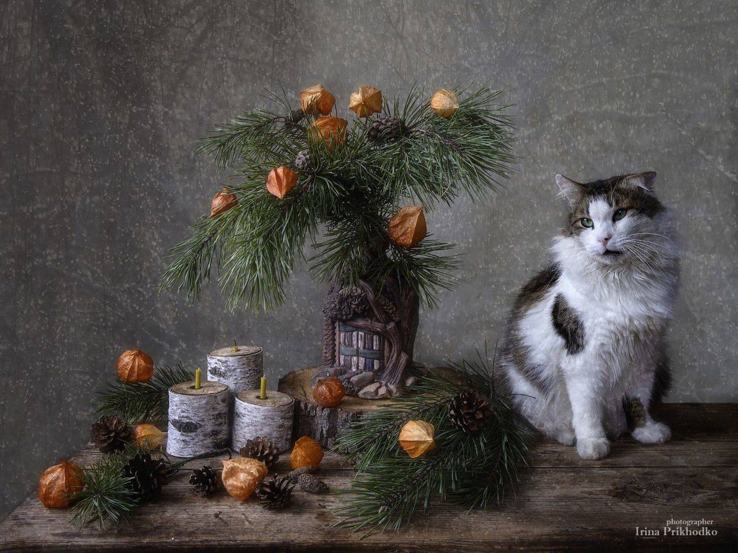натюрморт, новый год, новогодняя композиция, кот Лёва, , Ирина Приходько