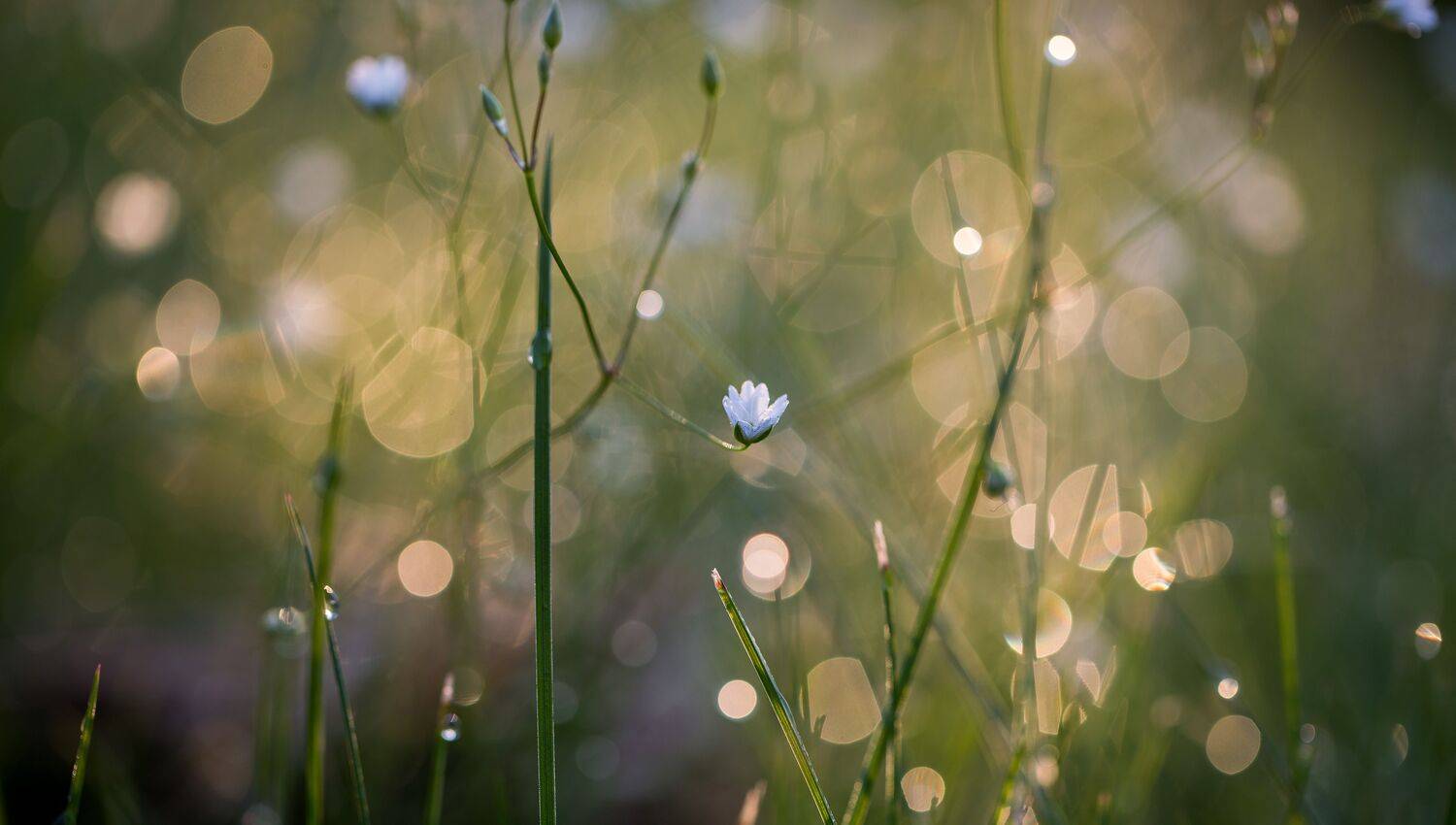 , Дмитрий Зеленько