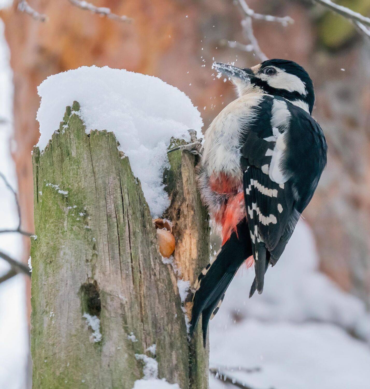 , Константин Дэм