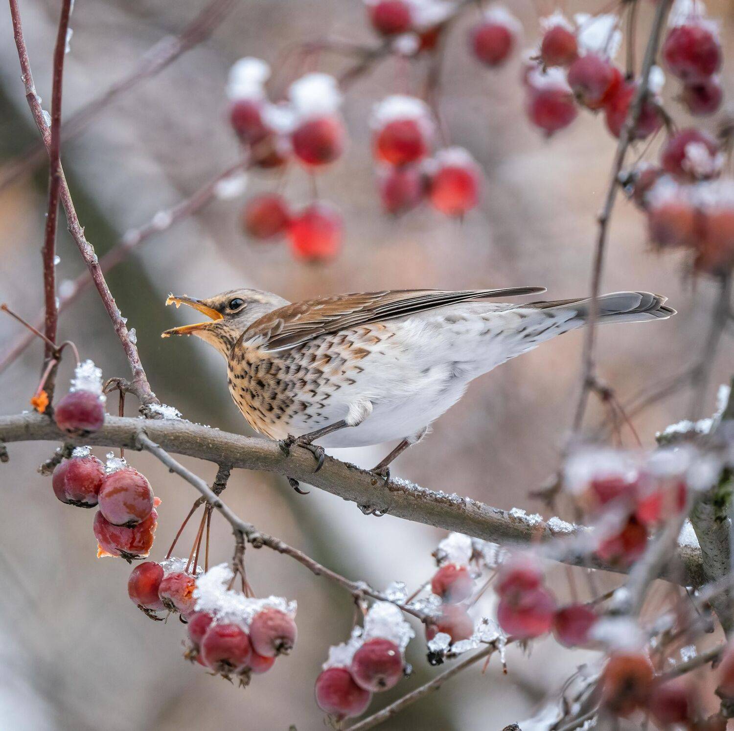 , Константин Дэм