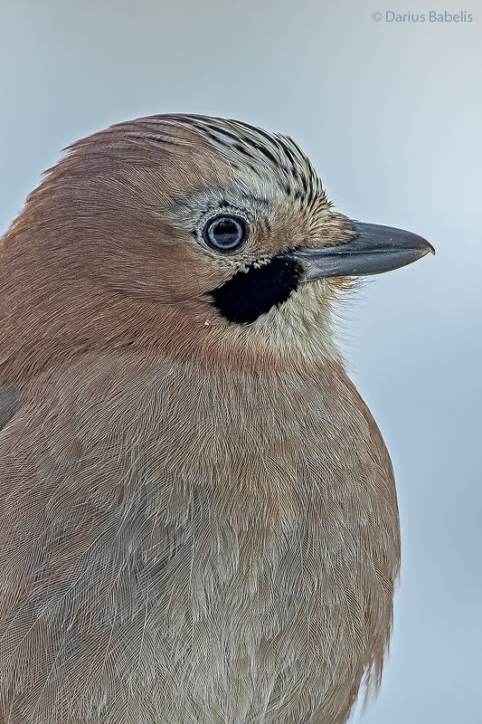 сойка  фото превью