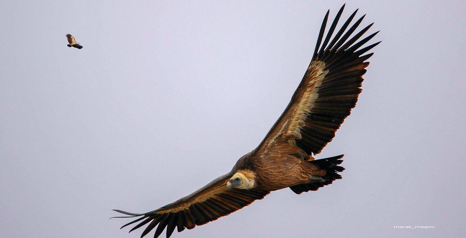 белоголовый сип,гриф.падальщик,горы.дагестан.марат магов,, Marat Magov