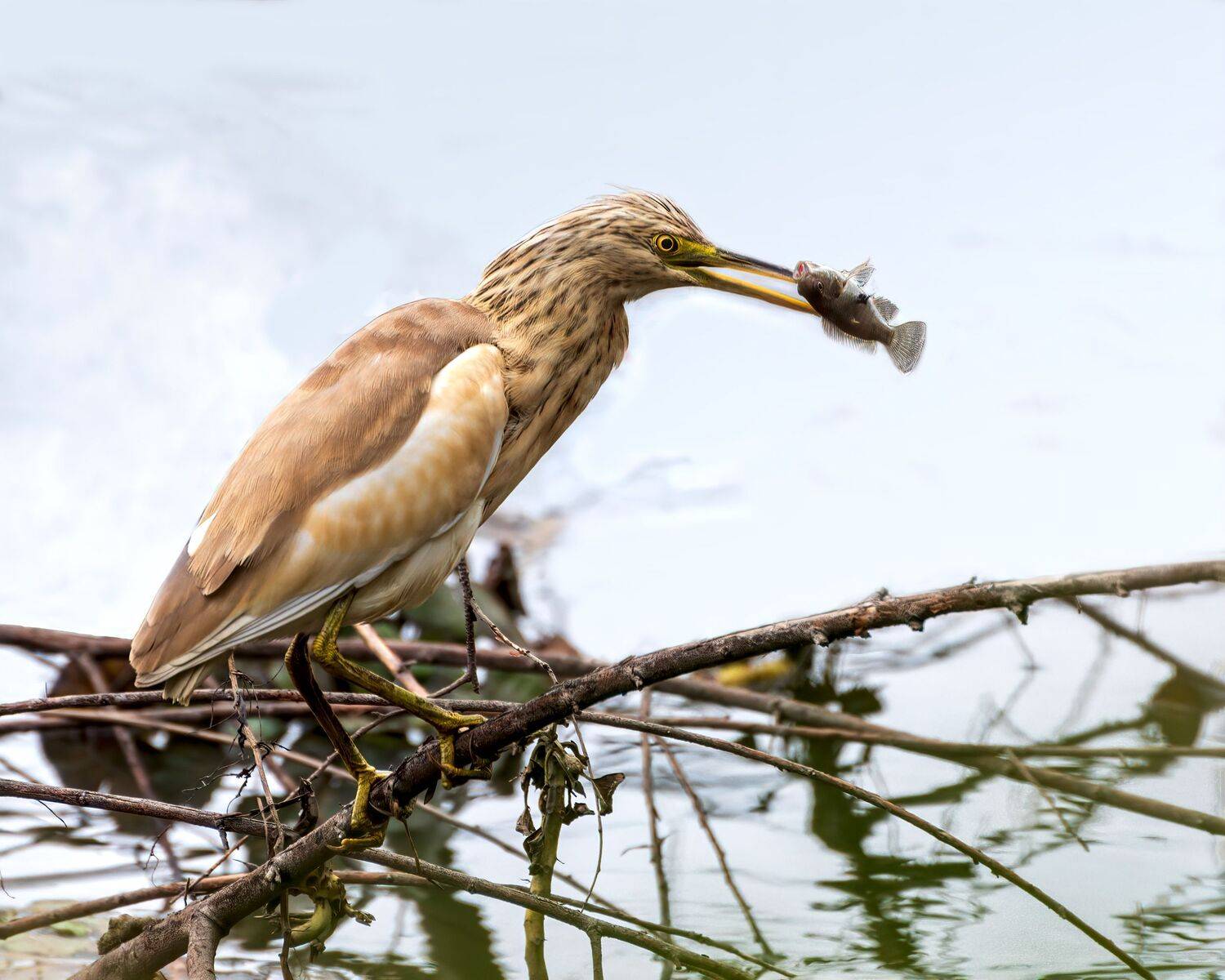 желтая, цапля, Алексей Рыльский