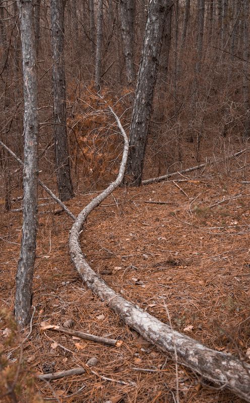 Бурый лес фото превью