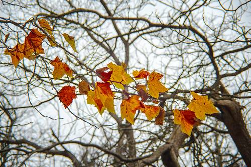 Autumn's Last Flame