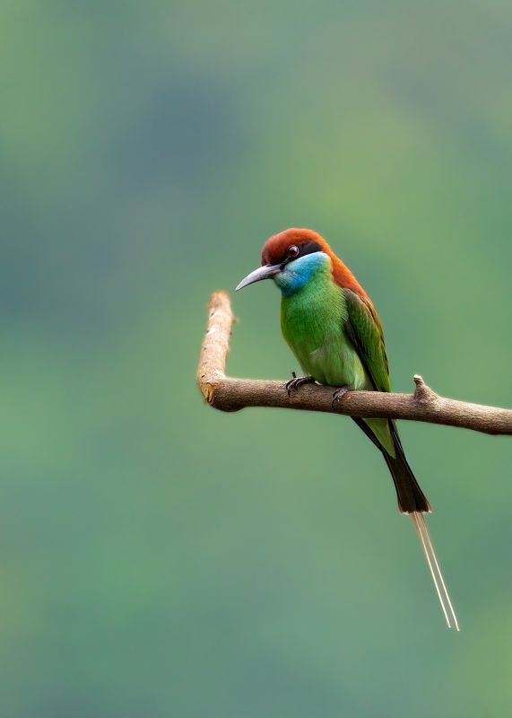 birds, animals, wildlife, bee-eater, птицы, цапля, пернатые, малайская щурка, пчелоед, Малайская щурка фото превью
