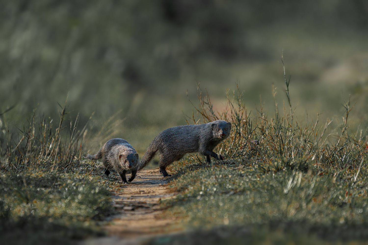, Kushan Madushanka Sonnadara