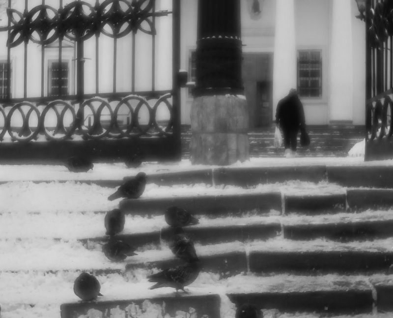 Голуби фото превью