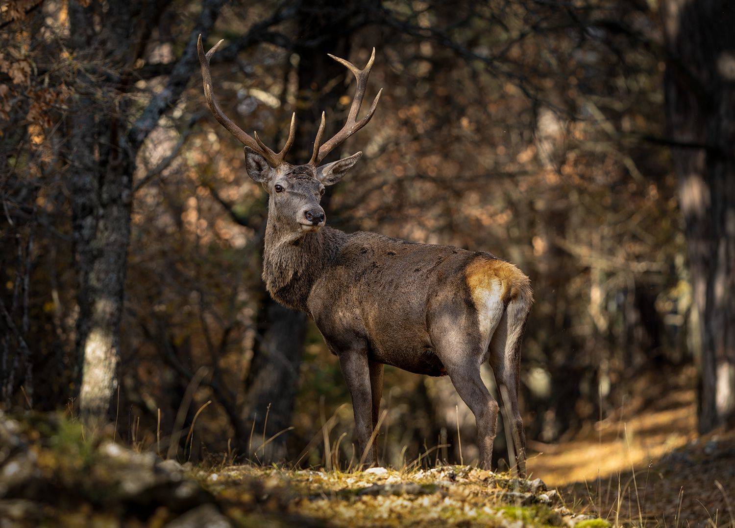 , Игорь Кляхин