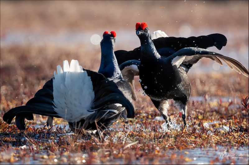 * * * фото превью