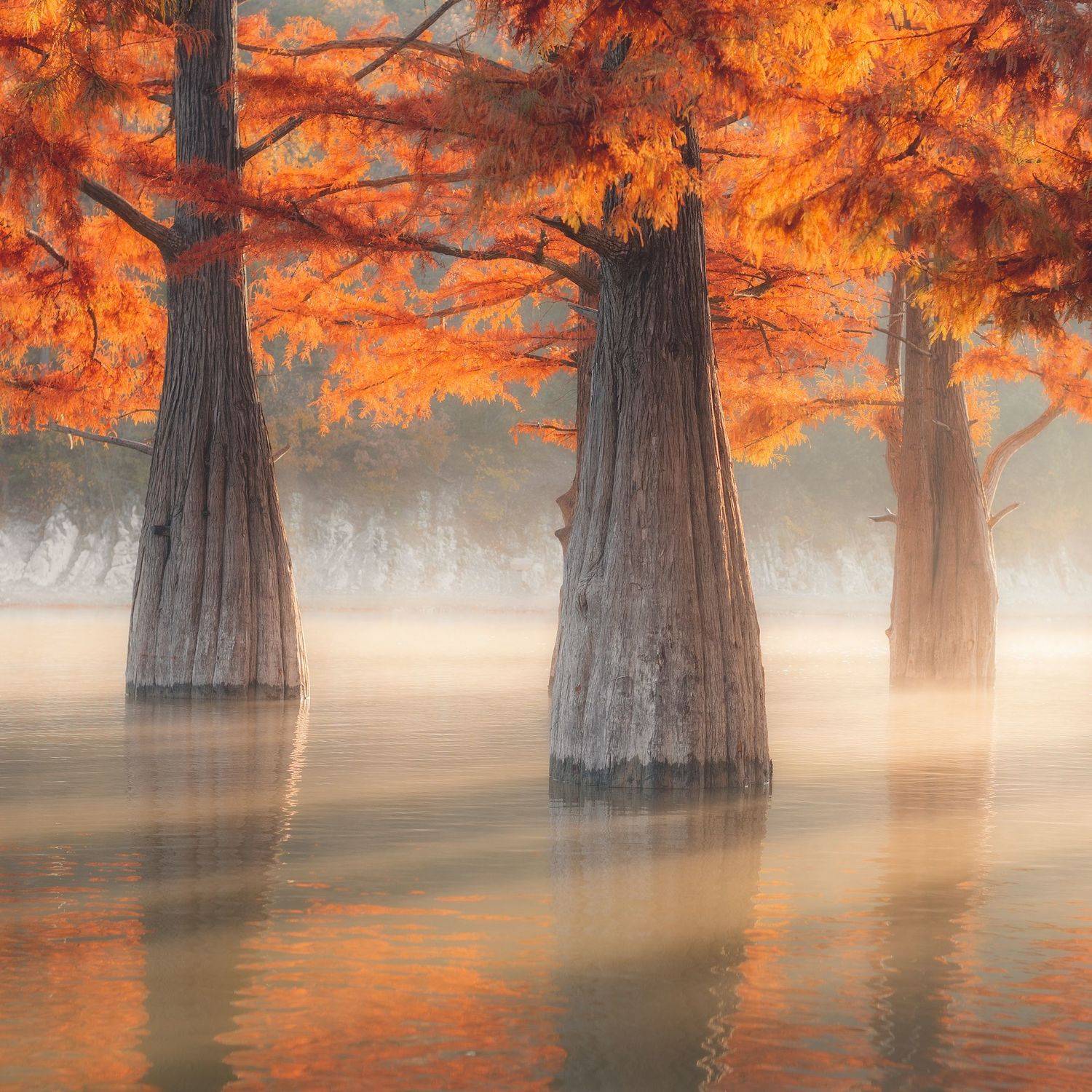 , Алексей Соколенко