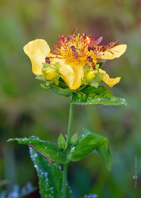 цветок, hypericum gebleri,  зверобой, зверобой геблера, журчалки, syrphidae, капли, роса,drops, dew,  макрофото охота, крупный план, макро, муха, мёд, нектар, nectar, побеги, приморский край, приморье, природа, дальний восток, съёмка насекомых, Зверобой Геблера фото превью