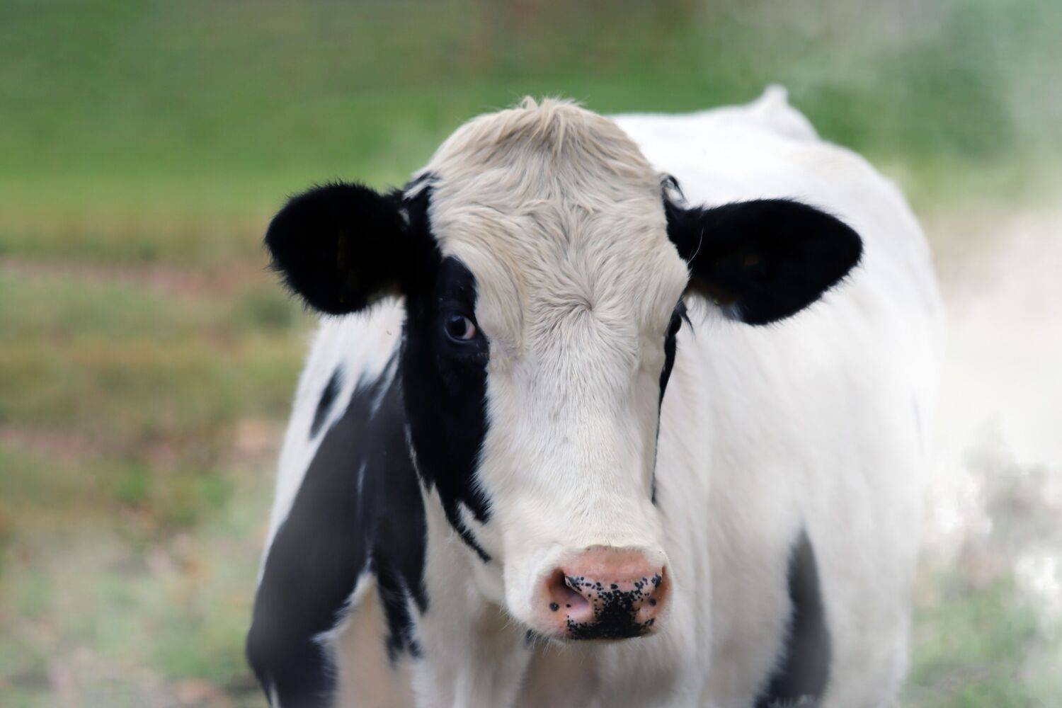 summer landscapes, animals, cows, nature, pastures, rural pastoral, idyll,, DZINTRA REGINA JANSONE