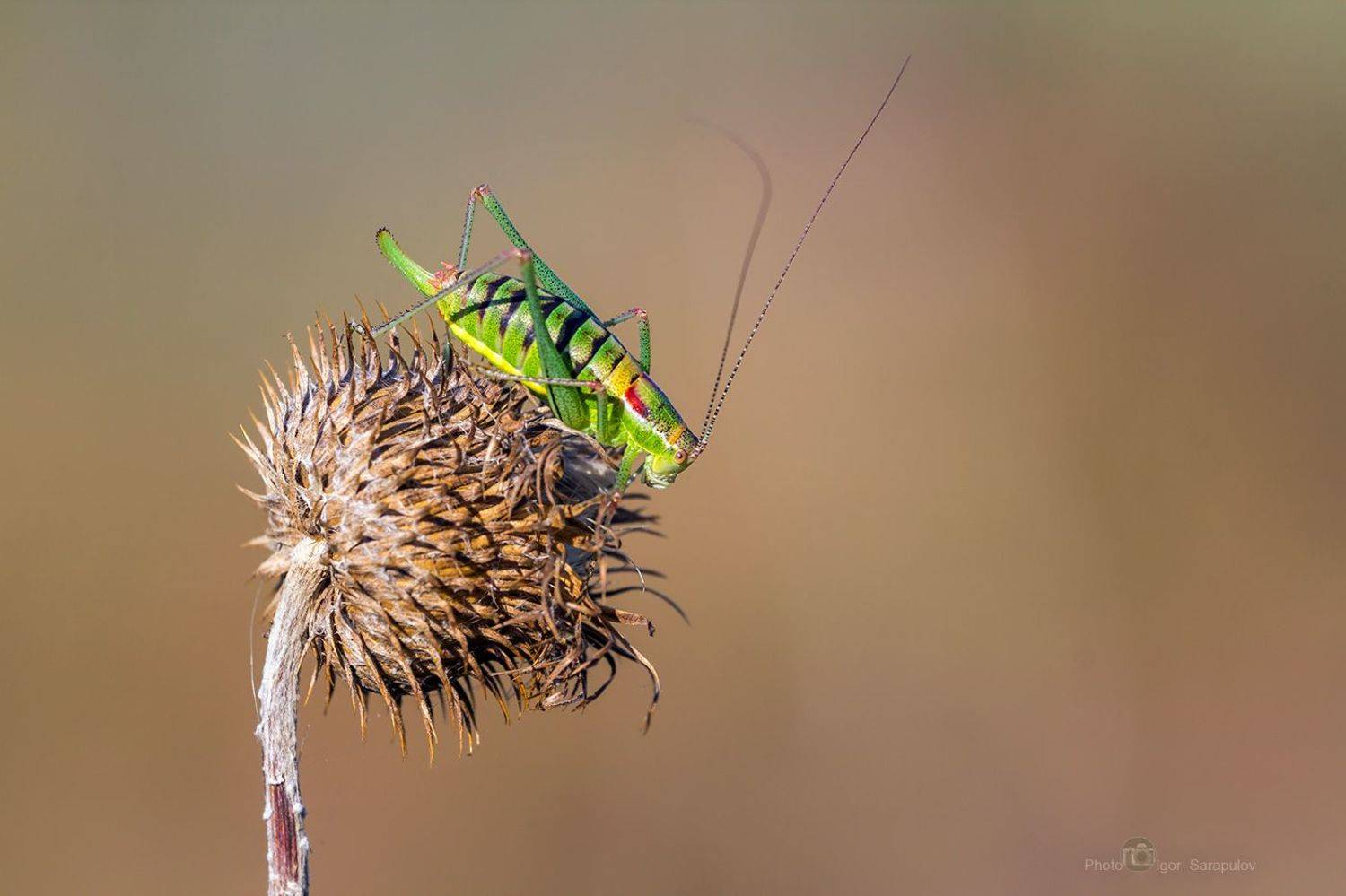 кузнечик, пластинохвост обыкновенный, leptophyes albovittata,  занимательный, зелёный, интересное, крупный план,  любопытный, обозрение, пластинохвост, природа, усы, макрофото охота, макромир, насекомое, съёмка насекомых,  краснодарский край ,, Сарапулов Игорь