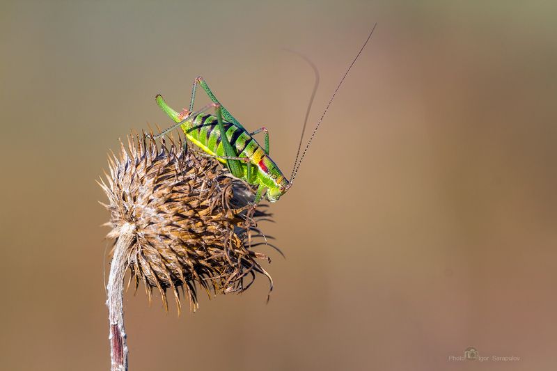 кузнечик, пластинохвост обыкновенный, leptophyes albovittata,  занимательный, зелёный, интересное, крупный план,  любопытный, обозрение, пластинохвост, природа, усы, макрофото охота, макромир, насекомое, съёмка насекомых,  краснодарский край , Пластинохвост обыкновенный фото превью