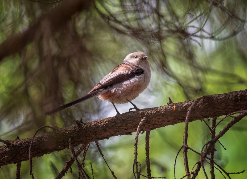птица, ополовник, Ополовник.. фото превью
