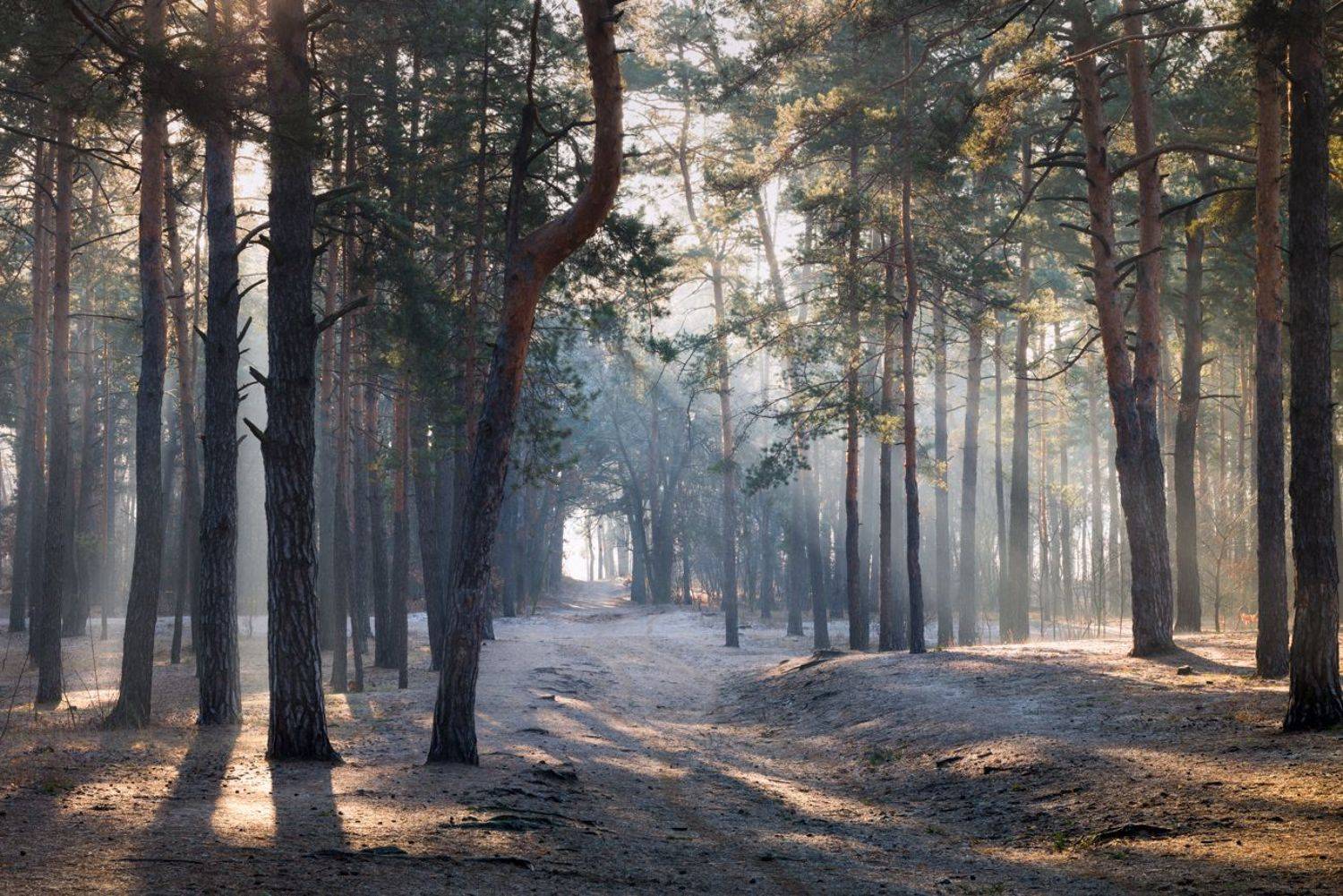 лес зима декабрь рассвет иней туман свет лучи, Галанзовская Оксана