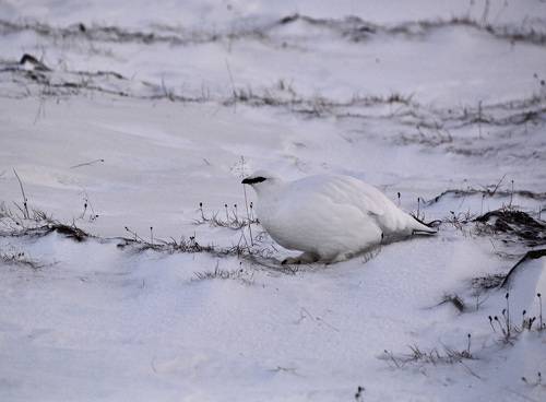 Белая куропатка