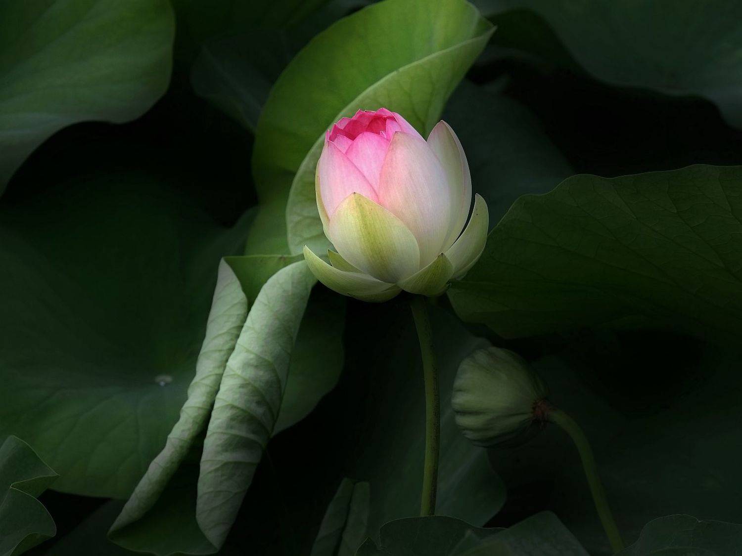 , Сергей Фудиненко