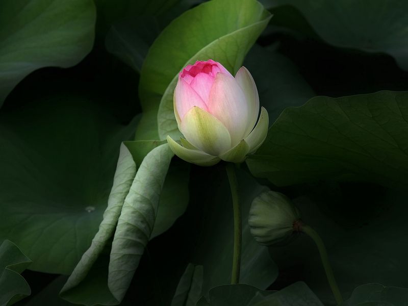 Июльское утро фото превью