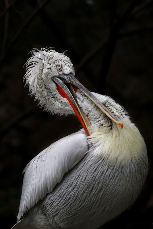 Кудрявый пеликан фото превью