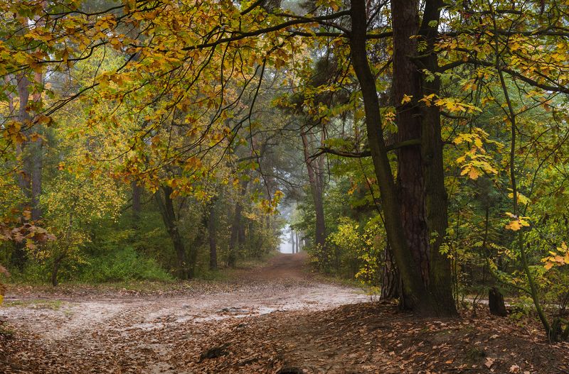 лес осень октябрь утро туман Желтеет октябрьский лес фото превью