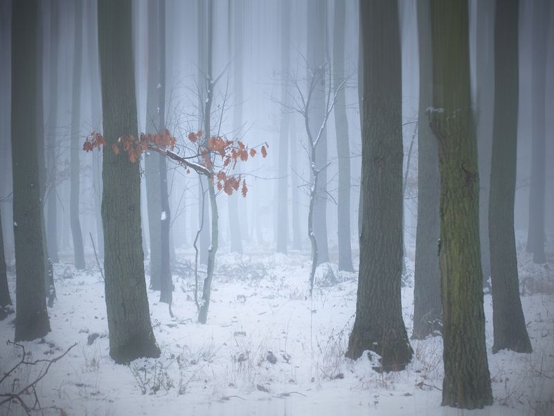 deep in the woods... фото превью