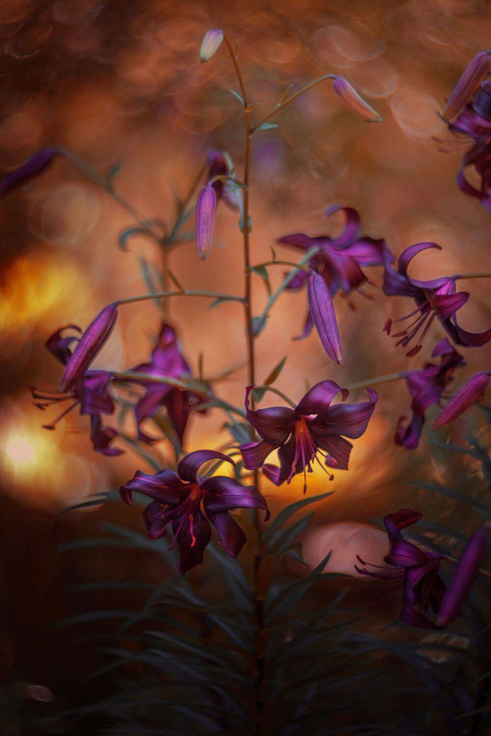orange,flowers,wild,nature,light,bokeh,zenit,helios,purple,dark,, Борислав Алексиев