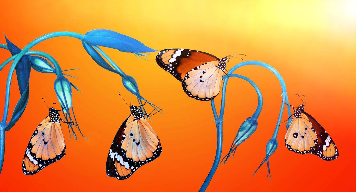 macro, butterfly, butterfly macro, nature, summer, flower, beautiful, insect, beauty, seasonal, moth, lepidoptera, arthropod, color, wing, spring, colorful, season, floral, wildlife, animal, monarch, wild, detail, bug, outdoor, fresh, outdoors, vibrant, c, Mustafa &Ouml;zt&uuml;rk