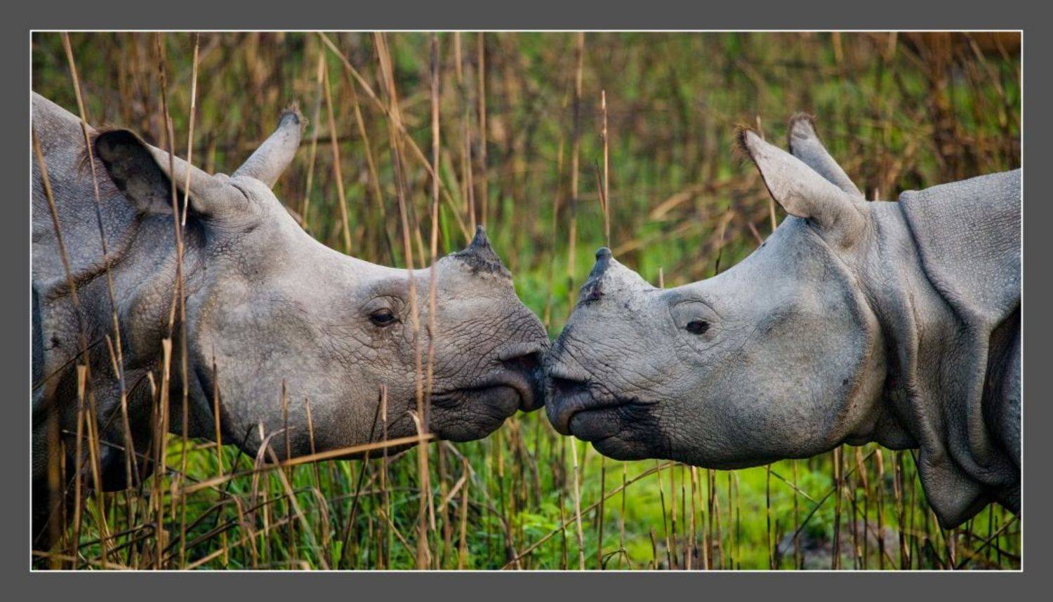 , Андрей Гудков