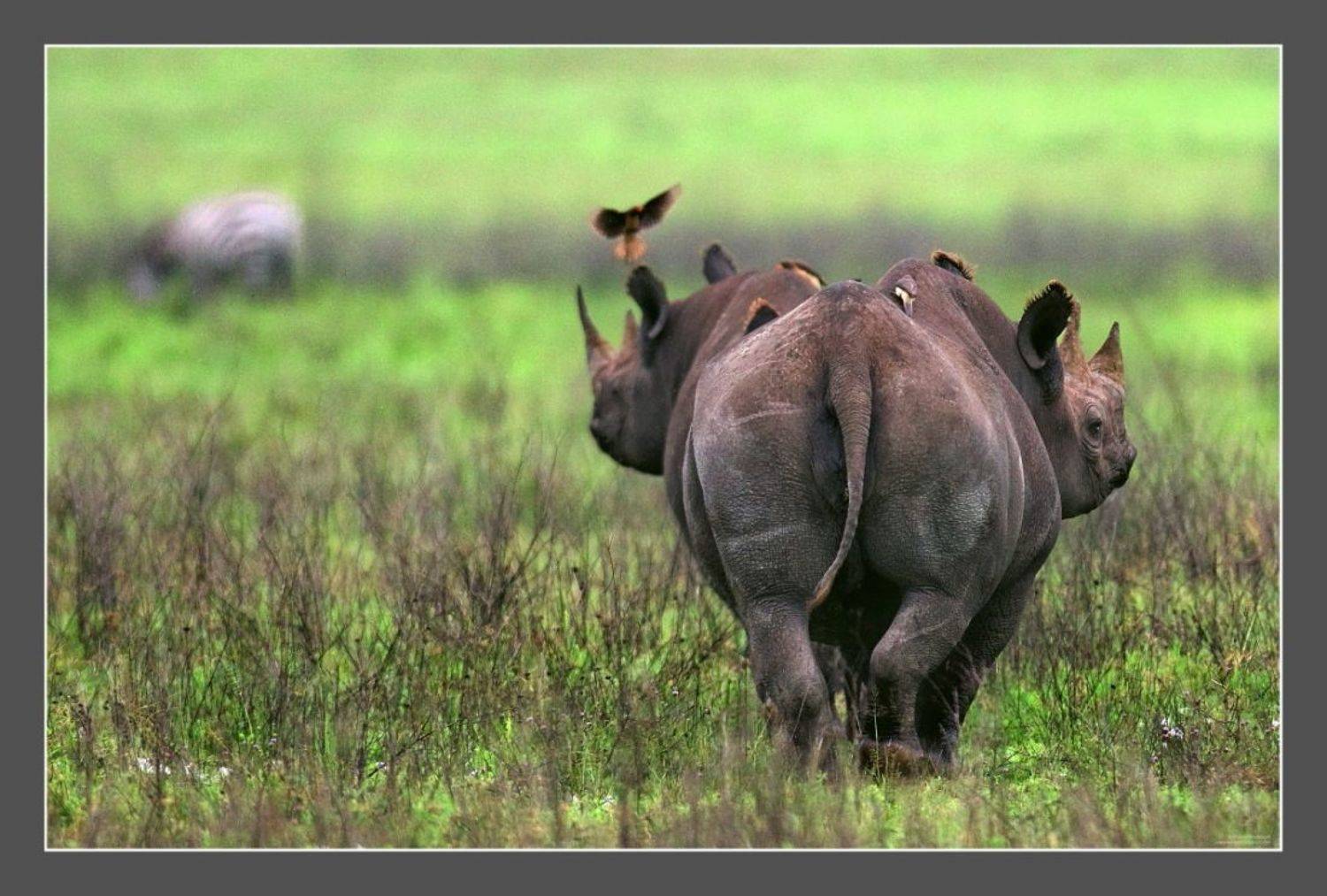 , Андрей Гудков