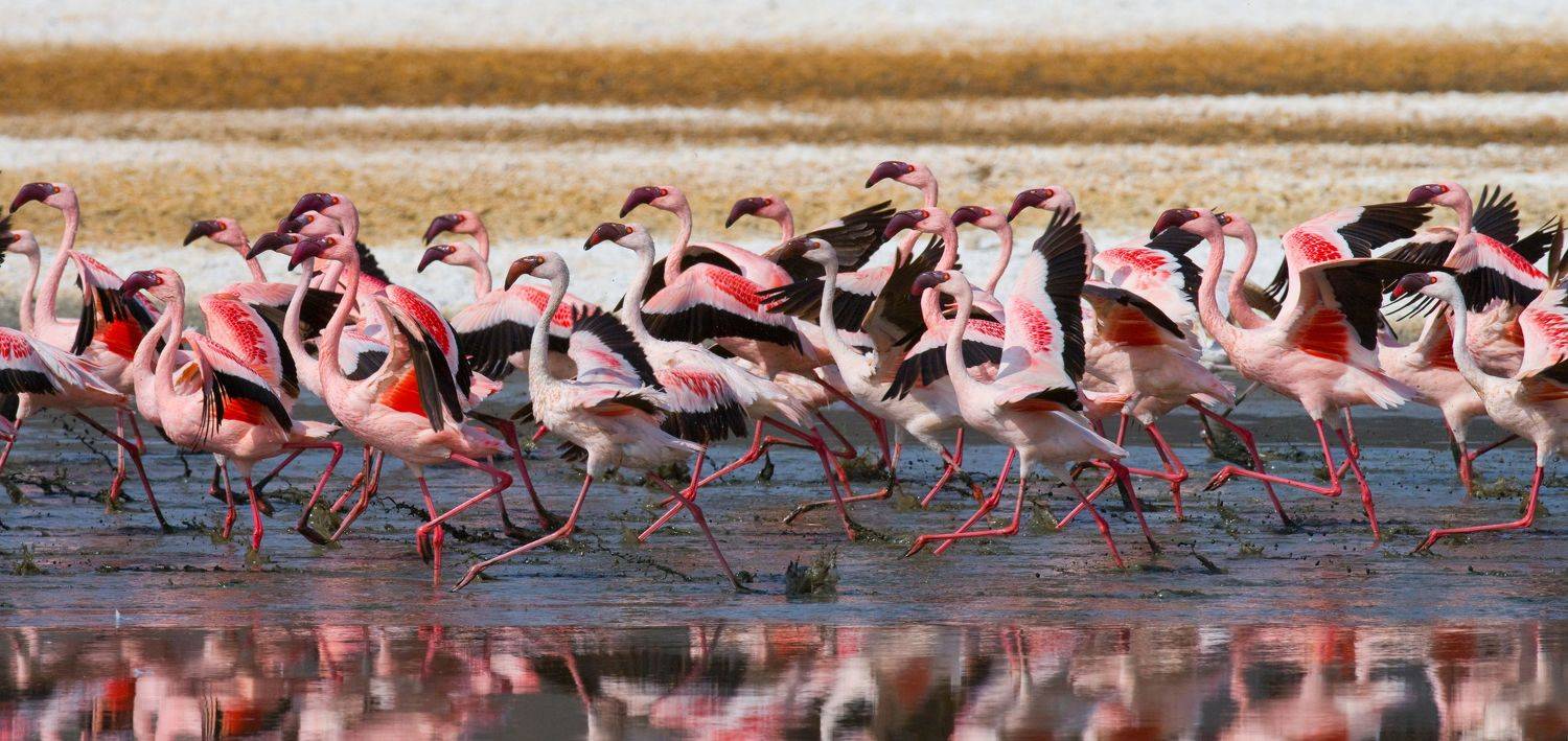 , Андрей Гудков