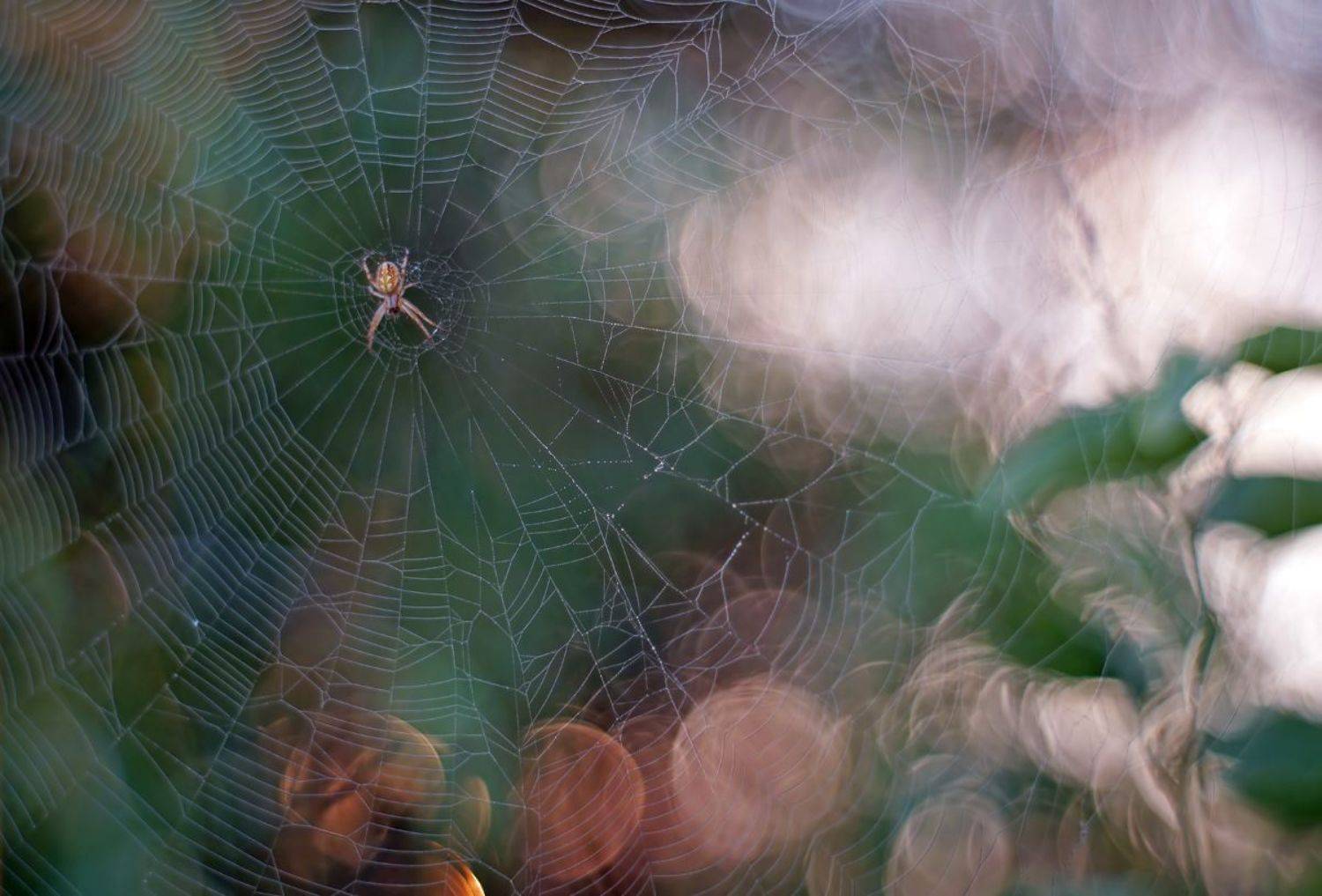 , Чепленко Алексей