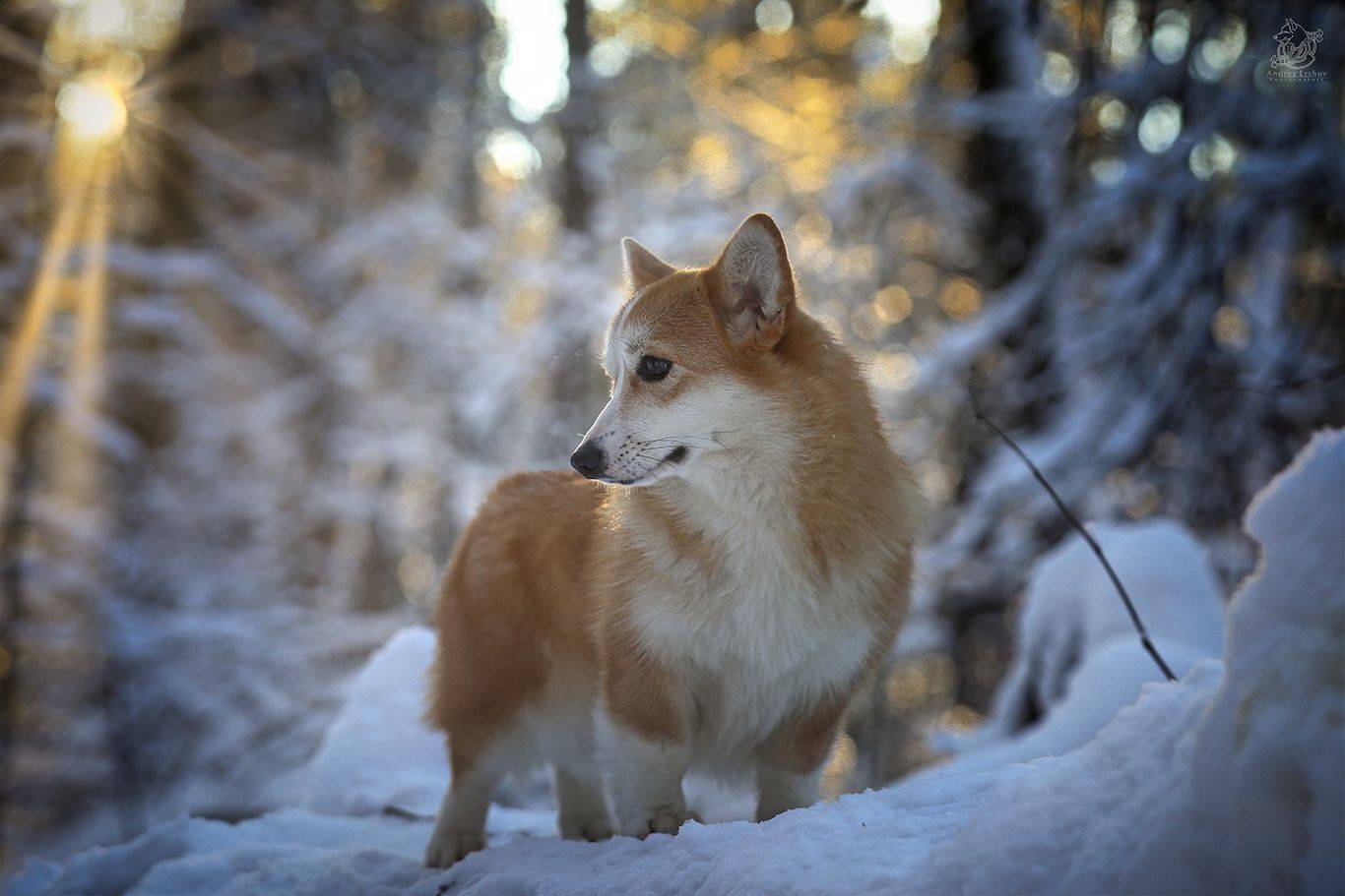 , Андрей Ершов