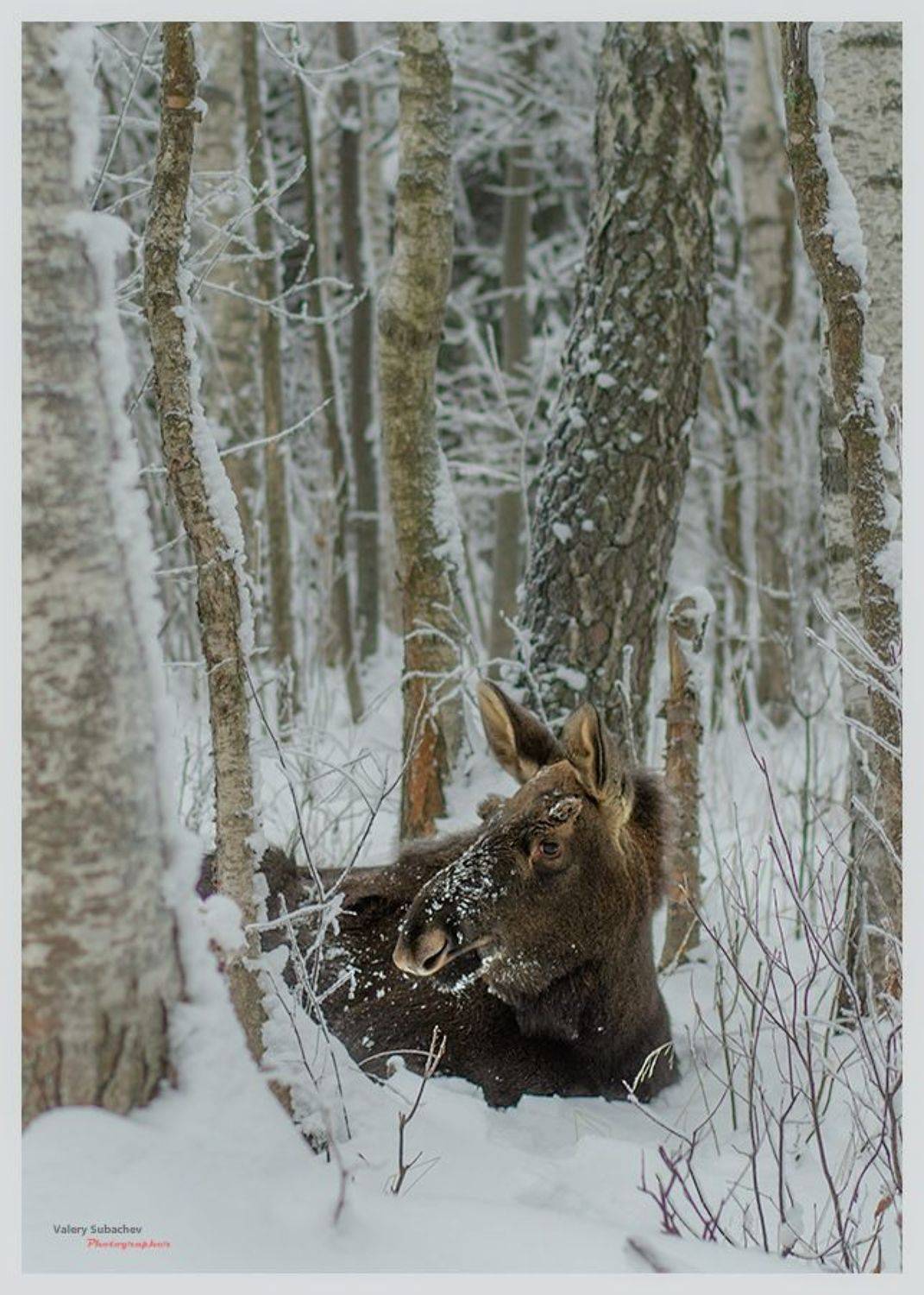 , Валерий Субачев