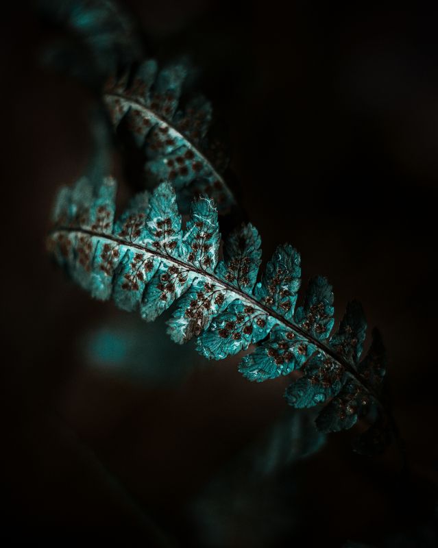 сумерки фото превью