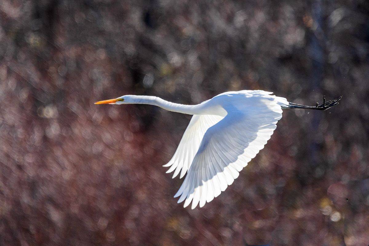, Леонид Дьяченко