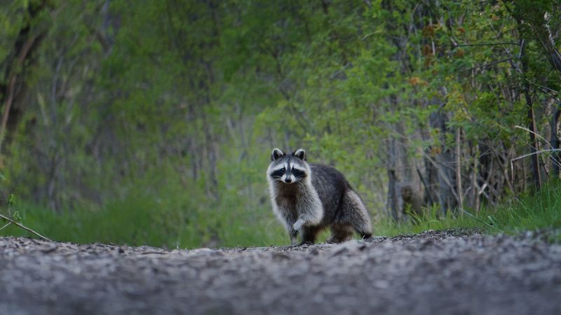 Романтик с большой дороги фото превью