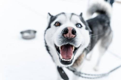 sled dogs in the Murmansk region