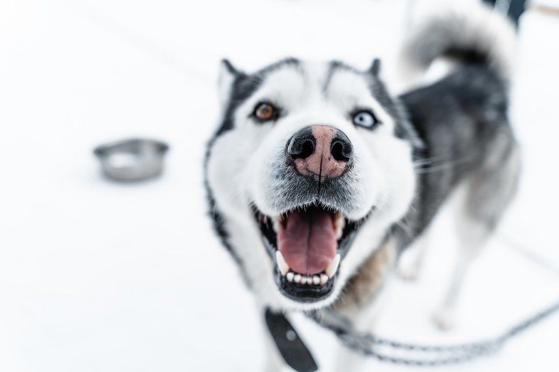 winter; front; one; pretty; funny; eyes; puppy; haski; energy; black; domestic; background; breed; carnivore; pet; doggy; male; outdoors; canine; purebred; mammal; young; looking; wolf; nature; siberian husky; husky dog; dog; animal; snow; siberian; white sled dogs in the Murmansk region фото превью